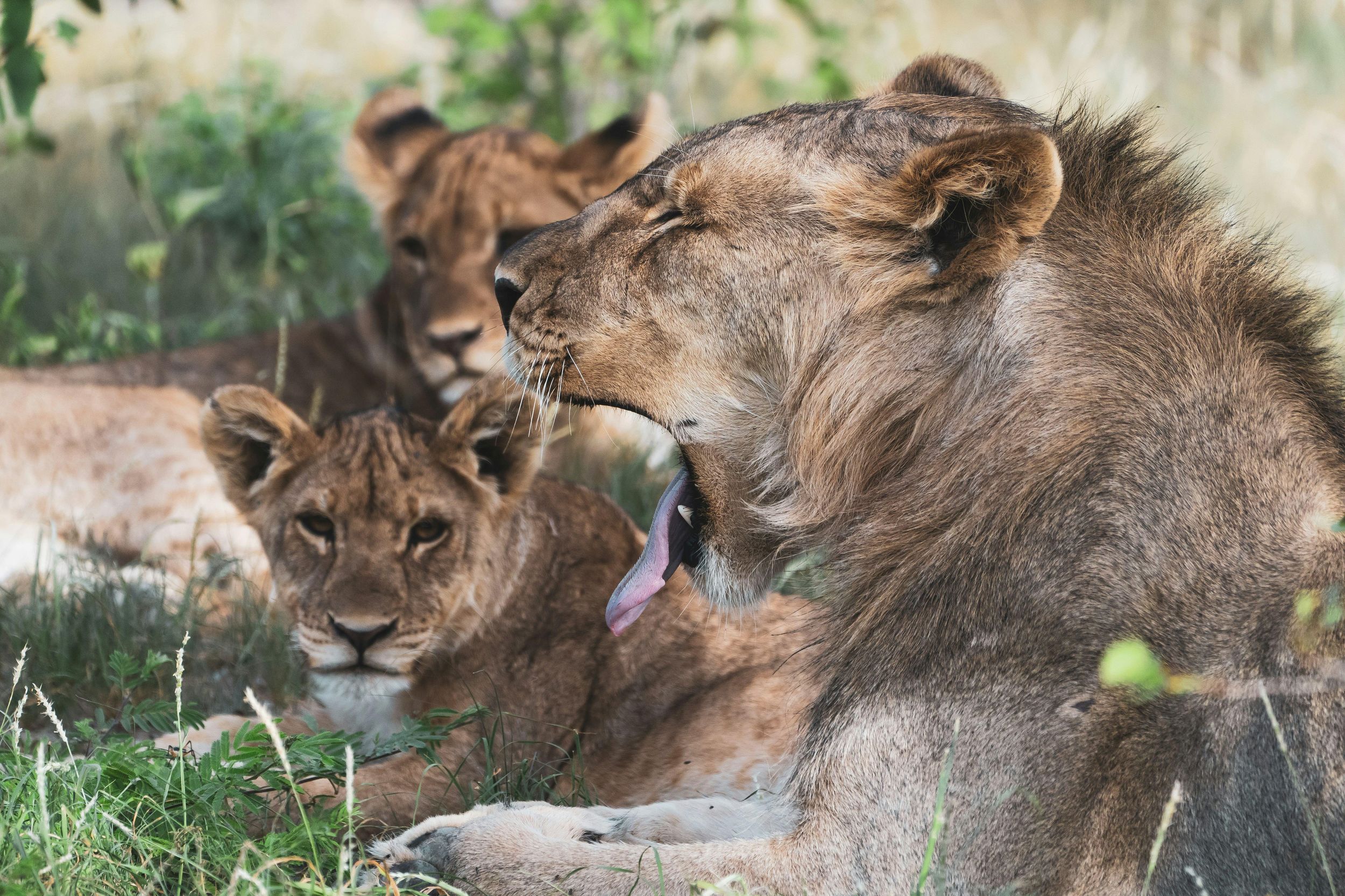 3-Tages-Safari im Etosha-Nationalpark mit Unterkunft oder Camping