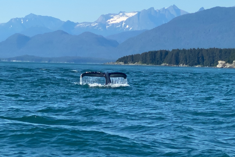 Juneau: Geleira Mendenhall e passeio de observação de baleiasJuneau: Glaciar Mendenhall e passeio de observação de baleias