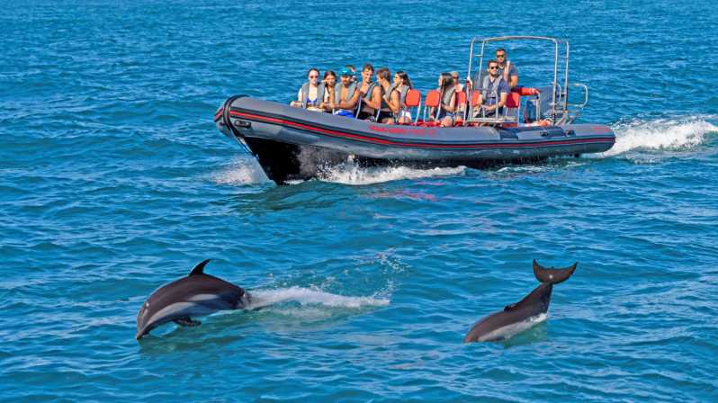 Portimão: Observação de Golfinhos com Biólogo Marinho 1,5 Horas