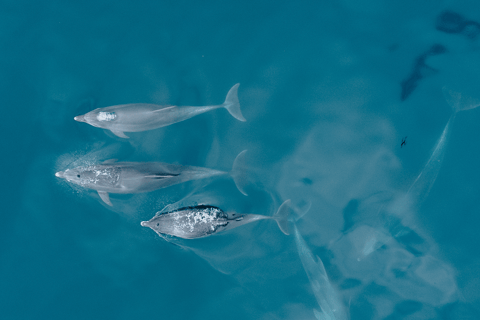 Portimão:Dolphins & Benagil Caves Catamaran-Marine Biologist