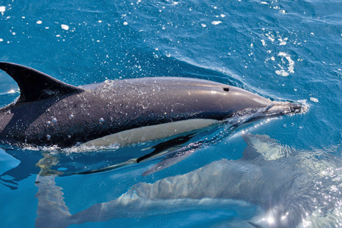 Portimão:Dolphins & Benagil Caves Catamaran-Marine Biologist