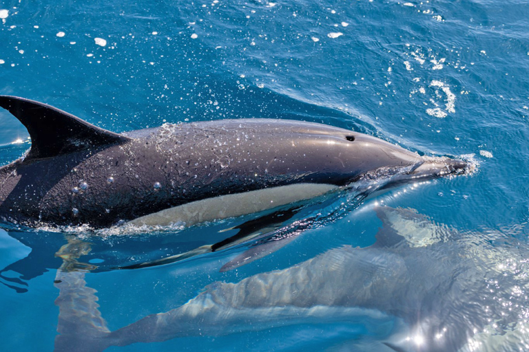Portimão:Dolphins & Benagil Caves Catamaran-Marine Biologist