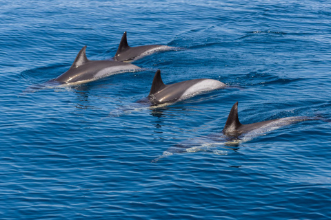 Portimão:Dolphins & Benagil Caves Catamaran-Marine Biologist
