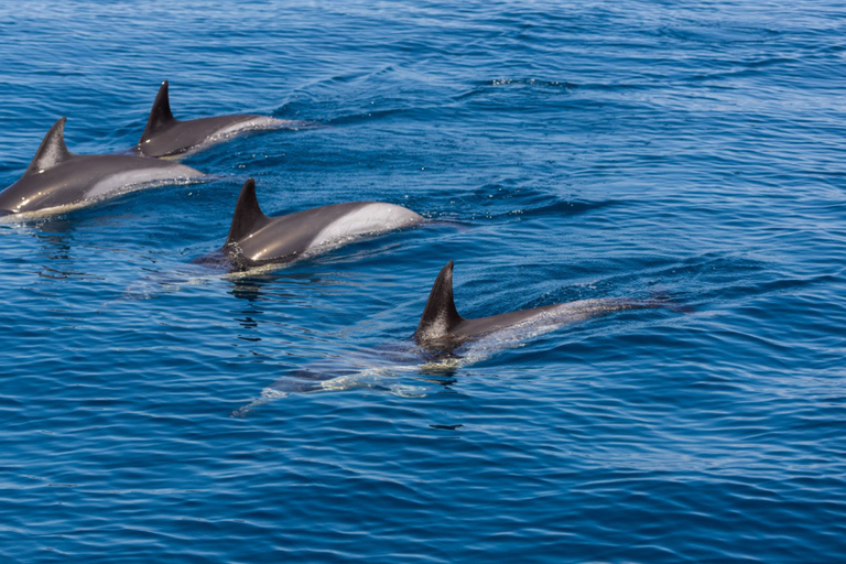 Portimão:Dolphins & Benagil Caves Catamaran-Marine Biologist