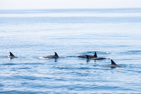 Portimão:Dolphins & Benagil Caves Catamaran-Marine Biologist