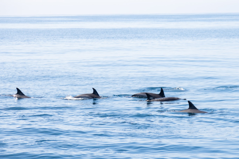 Portimão:Dolphins & Benagil Caves Catamaran-Marine Biologist