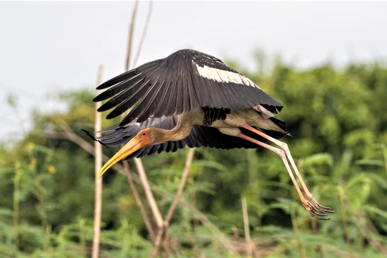 Visite privée de la réserve ornithologique de Prek Toal et du village flottant