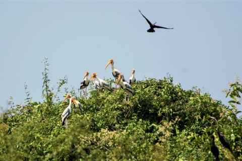 Visite privée de la réserve ornithologique de Prek Toal et du village flottant