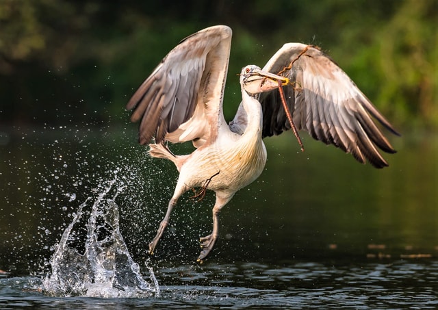 Prek Toal Birds Sanctuary & floating Village Private Tour