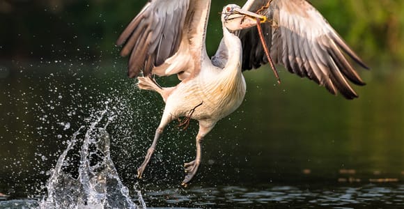 Prek Toal Birds Sanctuary & floating Village Private Tour