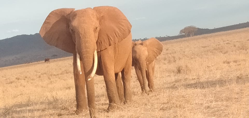 3 Days Safari Tsavo East Taita Hills Saltlick Lodge GetYourGuide