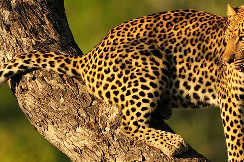 Excursion d'une journée dans le parc national du Tarangire