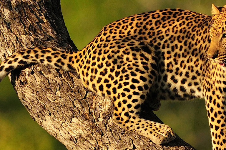 Excursion d'une journée dans le parc national du Tarangire