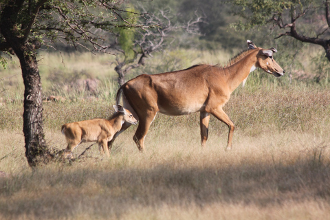 8 jours - Circuit du Triangle d'Or avec safari des tigres de Ranthambore