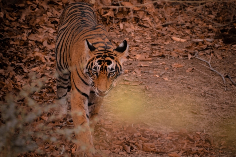 8 jours - Circuit du Triangle d'Or avec safari des tigres de Ranthambore