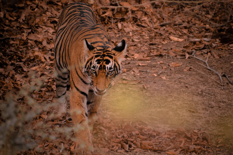 8-dniowa wycieczka po Złotym Trójkącie z safari Ranthambore Tiger