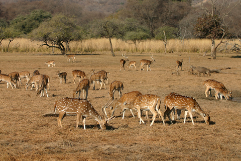 8-dniowa wycieczka po Złotym Trójkącie z safari Ranthambore Tiger