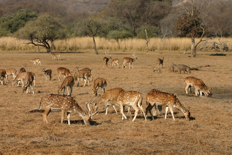 8 jours - Circuit du Triangle d'Or avec safari des tigres de Ranthambore