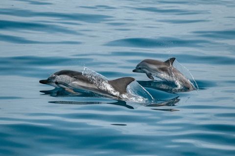 Sotogrande: Dolphin Watching Boat Trip with Drink