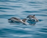 Sotogrande, Dolphin Regarder une excursion en bateau avec boisson - Housity