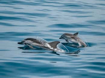 Sotogrande: Båtutflykt med delfinskådning och dryck