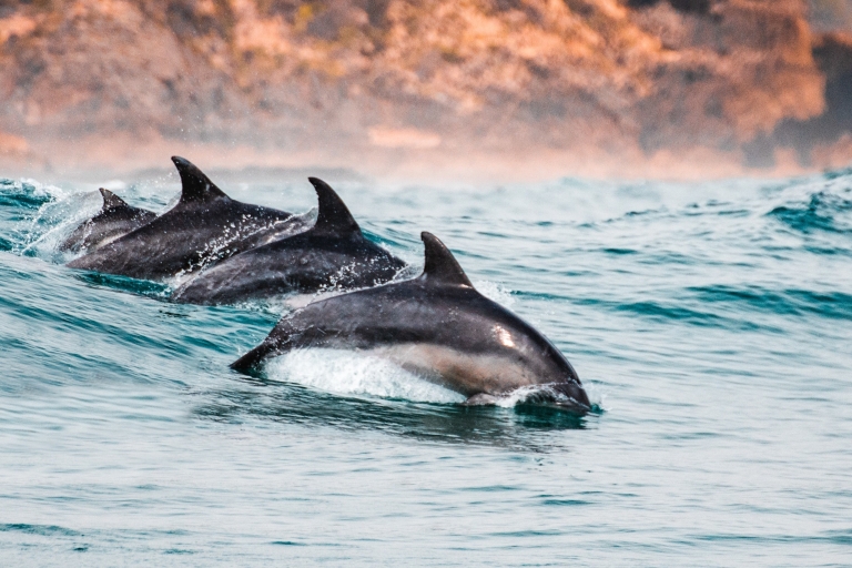 Sotogrande: Excursión de avistamiento de delfines 2h
