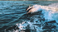 Sotograma, golfinho assistindo a viagem de barco com bebida - Housity