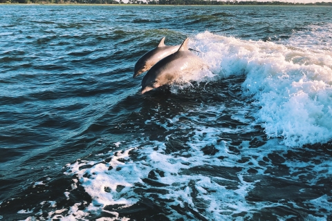 Sotogrande: Dolfijnen kijken Tour 2 uur
