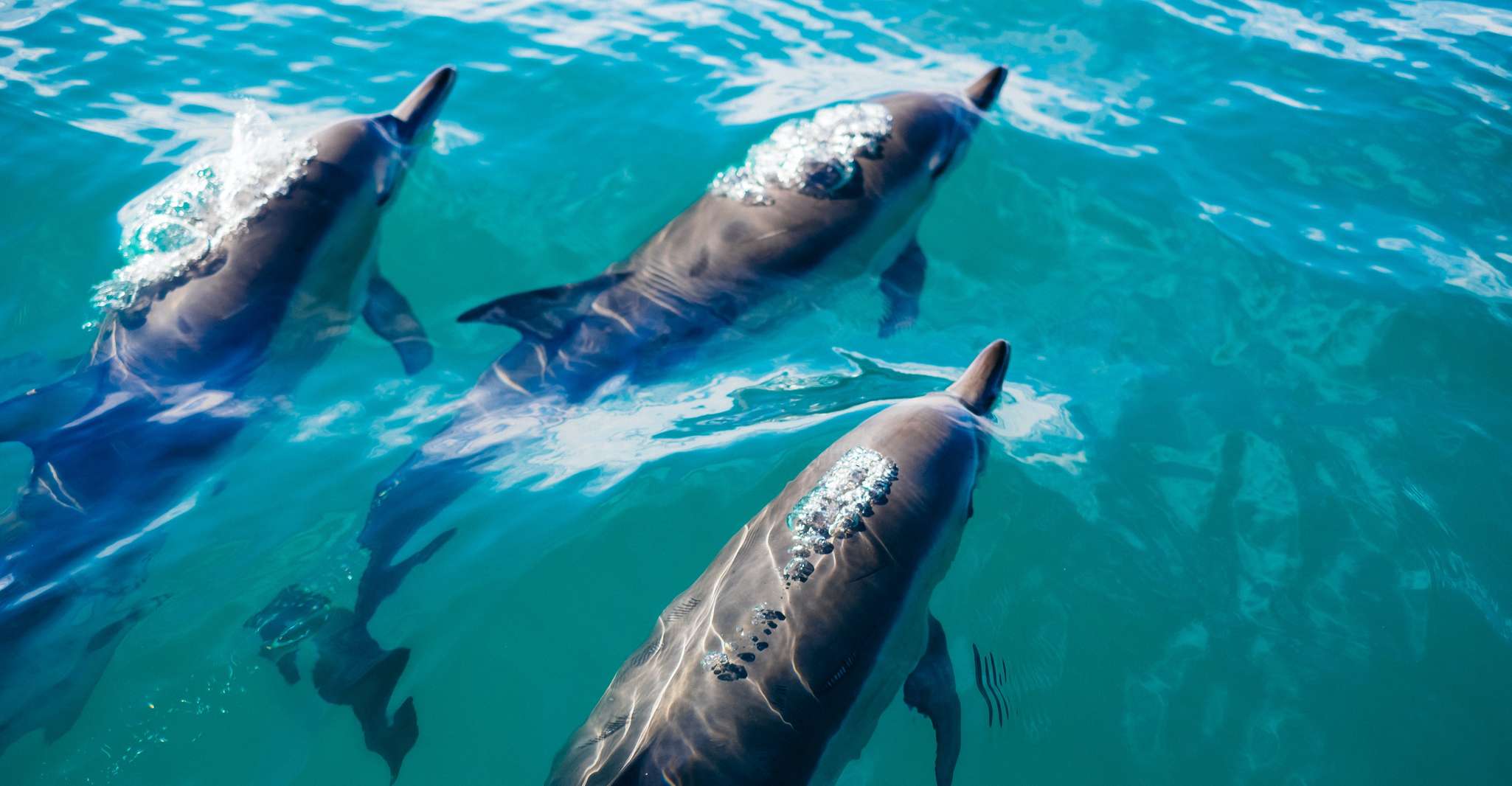 Sotogrande, Dolphin Watching Boat Trip with Drink - Housity