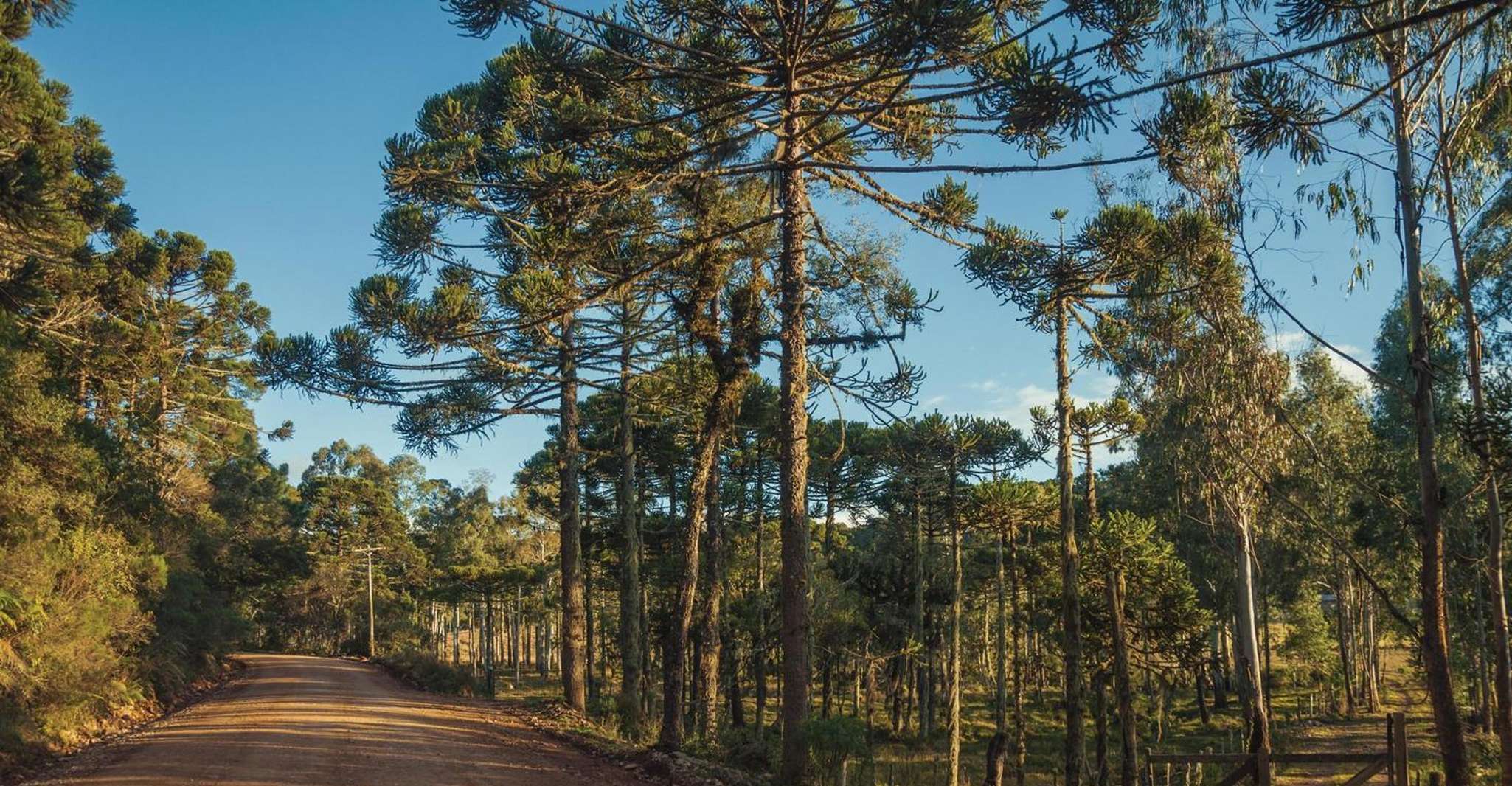 Private 2 days trip to Gramado and Cambara do Sul (Canyons) - Housity