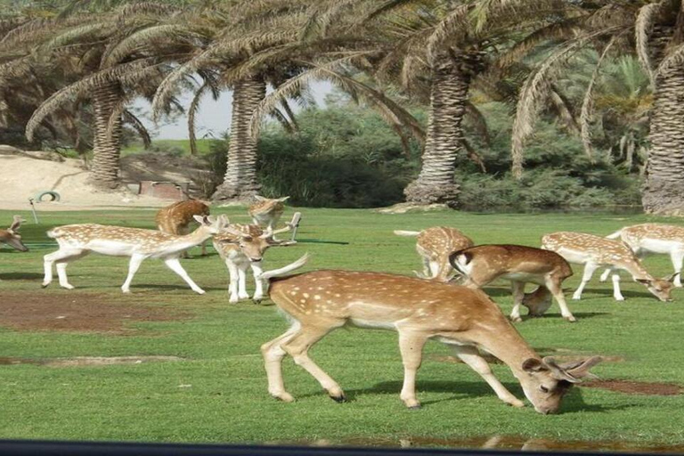 Hurghada: 10-tägige Ägypten-Tour, Nilkreuzfahrt, Ballonfahrt, Flüge