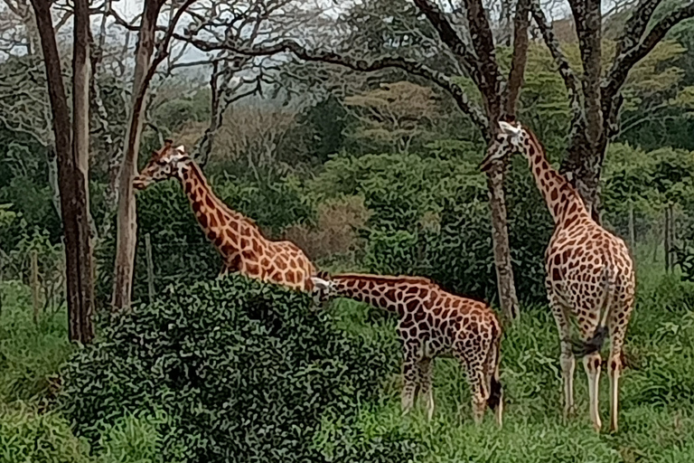 Elephant Orphanage Trust und Giraffe Center Tour