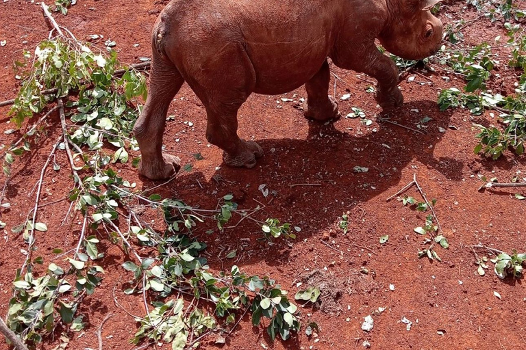 Elephant Orphanage Trust and Giraffe Center Tour