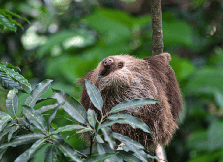 Sloth Sanctuary and Wildlife Rescue Center with Lunch