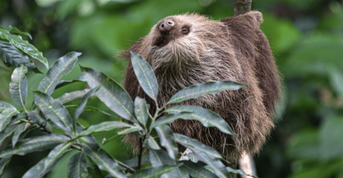 Sloth Sanctuary and Wildlife Rescue Center with Lunch | GetYourGuide