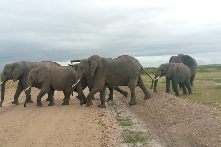 Safari de 3 días y 2 noches por Amboseli.Excursión de safari de 3 días y 2 noches a Amboseli.