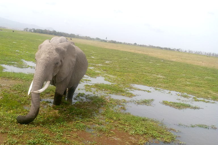 Safari de 3 días y 2 noches por Amboseli.Excursión de safari de 3 días y 2 noches a Amboseli.