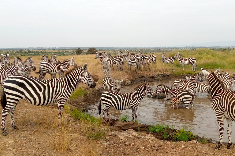 Safari de 3 días y 2 noches por Amboseli.Excursión de safari de 3 días y 2 noches a Amboseli.