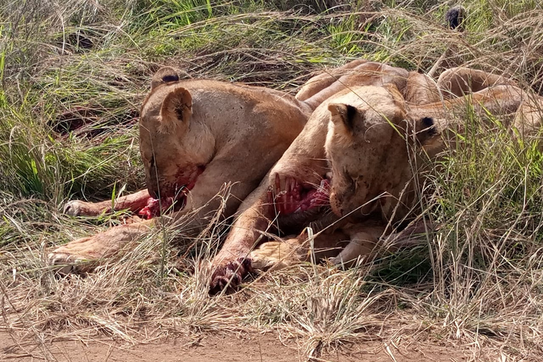 Safari de 3 días y 2 noches por Amboseli.Excursión de safari de 3 días y 2 noches a Amboseli.