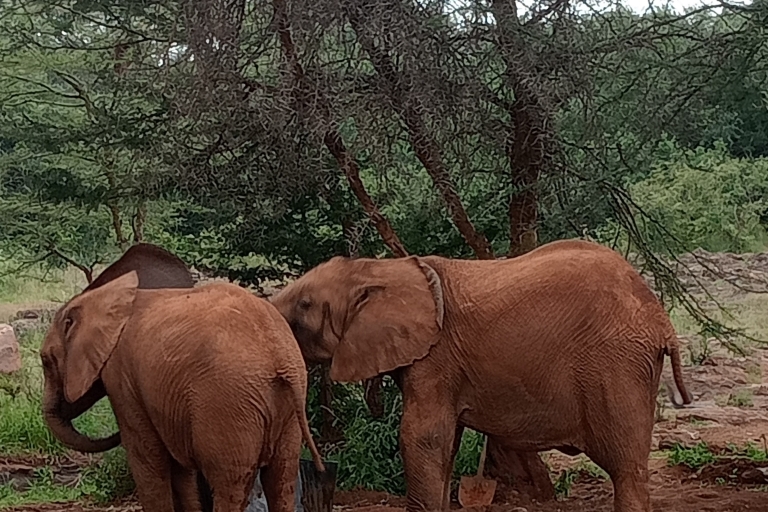 Excursión de un día al parque de Nairobi, Proyecto Elefante y Centro de la Jirafa
