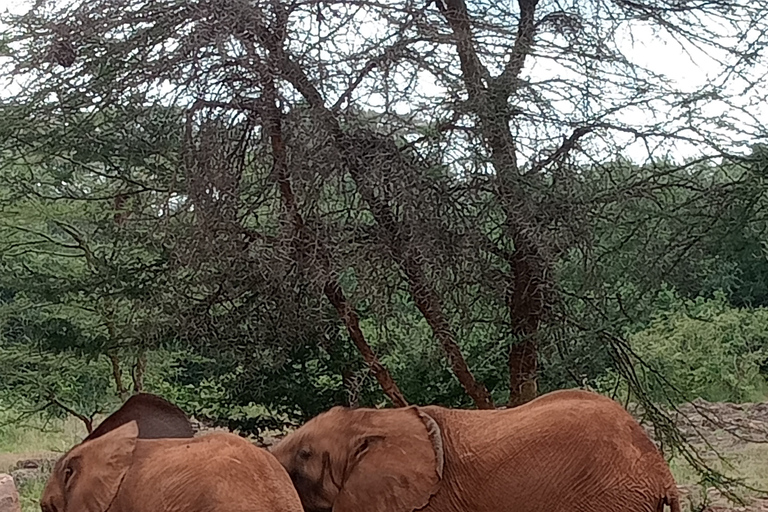 Excursión de un día al parque de Nairobi, Proyecto Elefante y Centro de la Jirafa