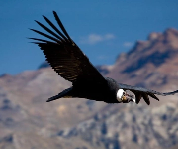 Arequipa: Tour de 1 dia ao Canyon de Colca + Banhos Termais