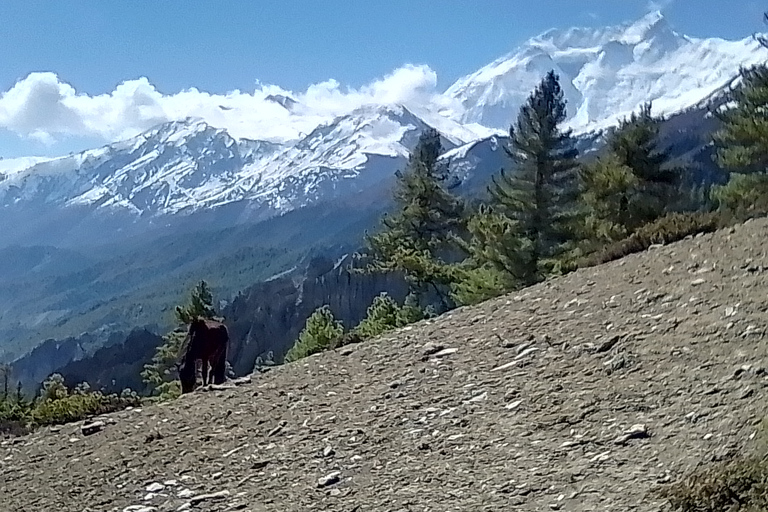 11 nuits 12 jours Trek du circuit de l'Annapurna depuis Pokhara