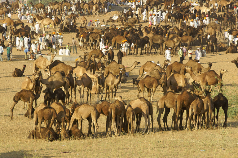 Tour del triangolo d&#039;oro di 8 giorni con Pushkar da DelhiTour di 8 giorni del triangolo d&#039;oro con Pushkar da Delhi