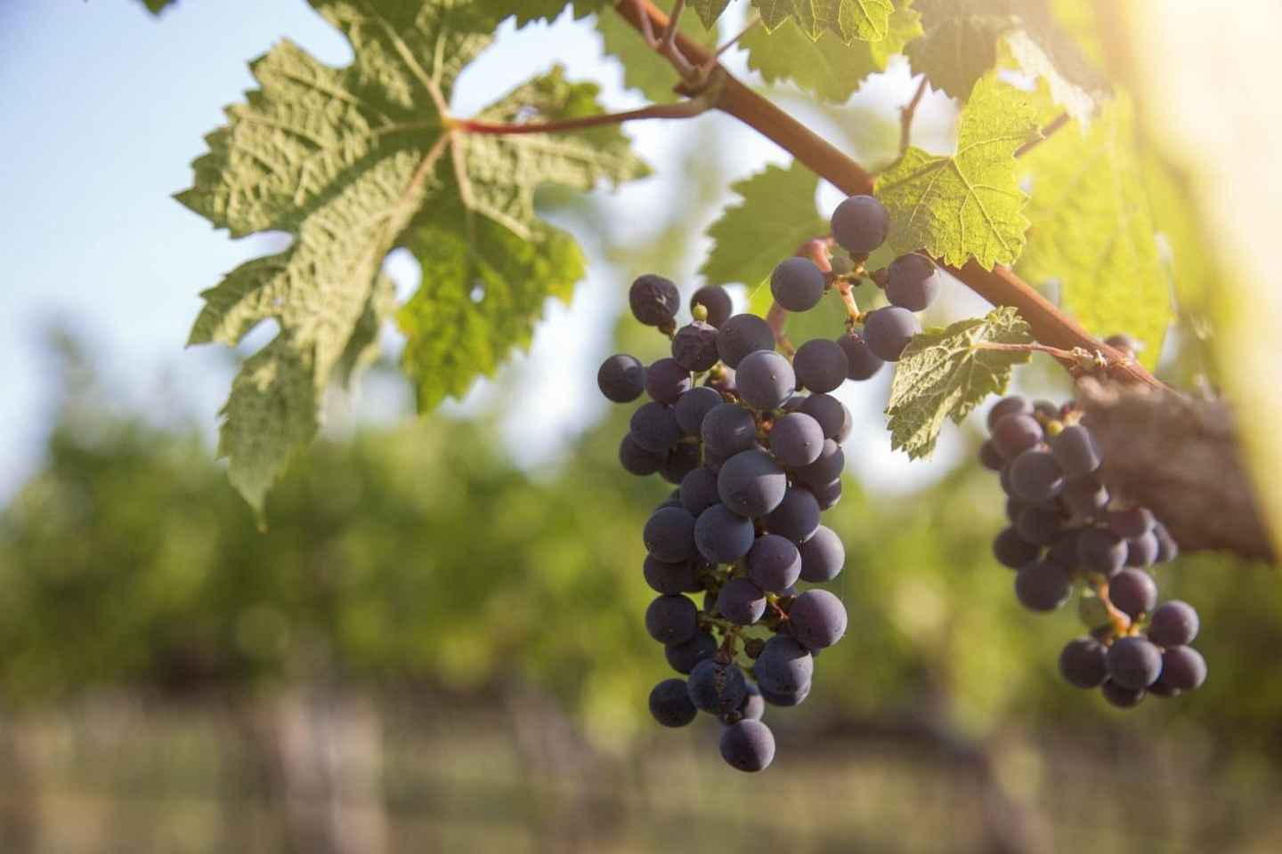 Evening of Wine and Scenic Views in Skiathos