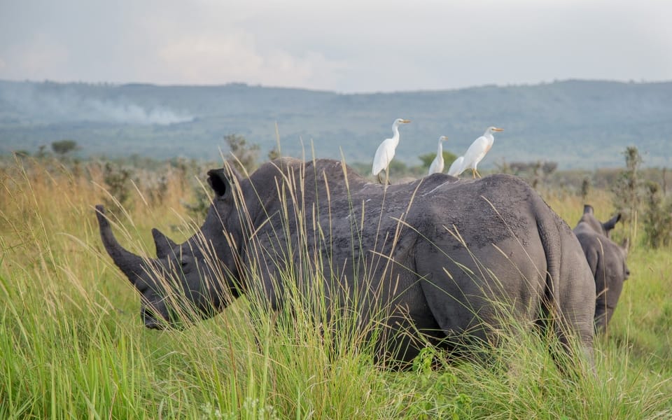 Tage Kenia Und Tansania Safari Getyourguide