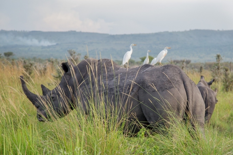 10-dniowe safari w Kenii i Tanzanii
