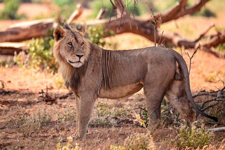 10-dniowe safari w Kenii i Tanzanii