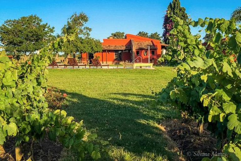 Da Colonia del Sacramento: Tour di degustazione del vino Carmelo