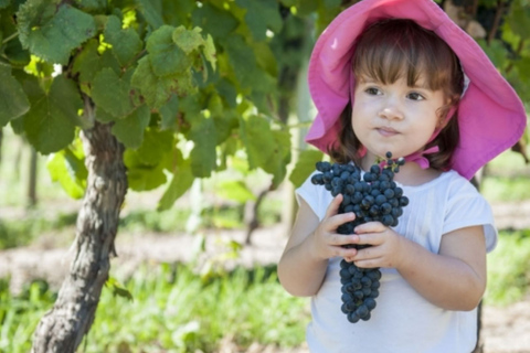 Da Colonia del Sacramento: Tour di degustazione del vino Carmelo